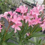 Oleander obyčajný (Nerium oleander) ružový - výška 80-100 cm, kont. C5L (-10/-12°C) 